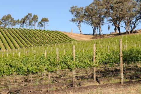 gioiello-estate-wineyard-molesworth.jpg