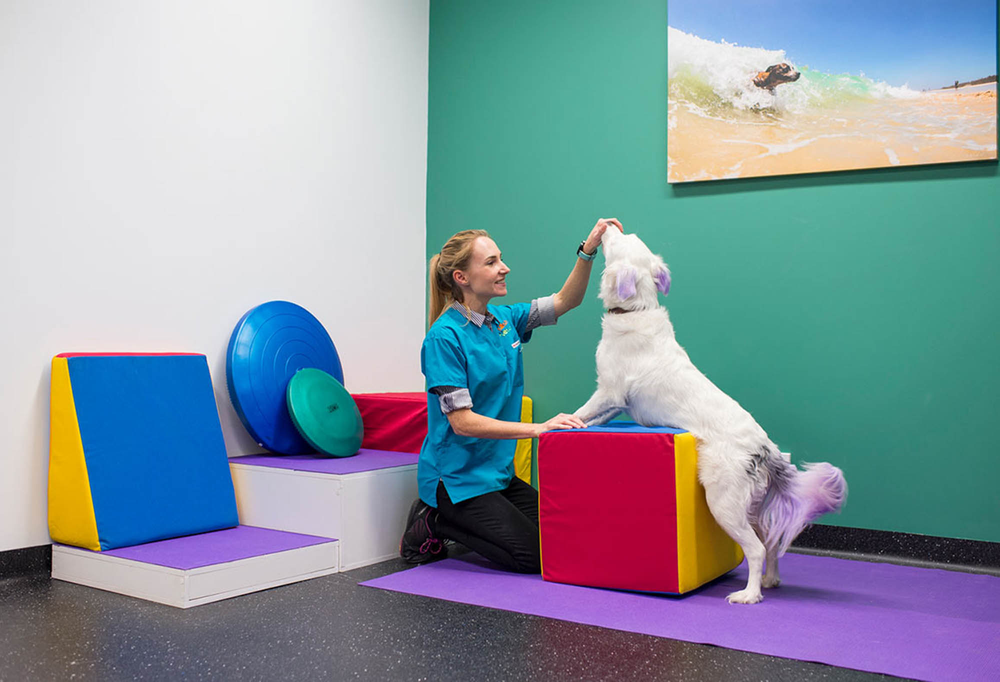 small animal specialist hospital sydney vetinary hospital fitout construction dog activity
