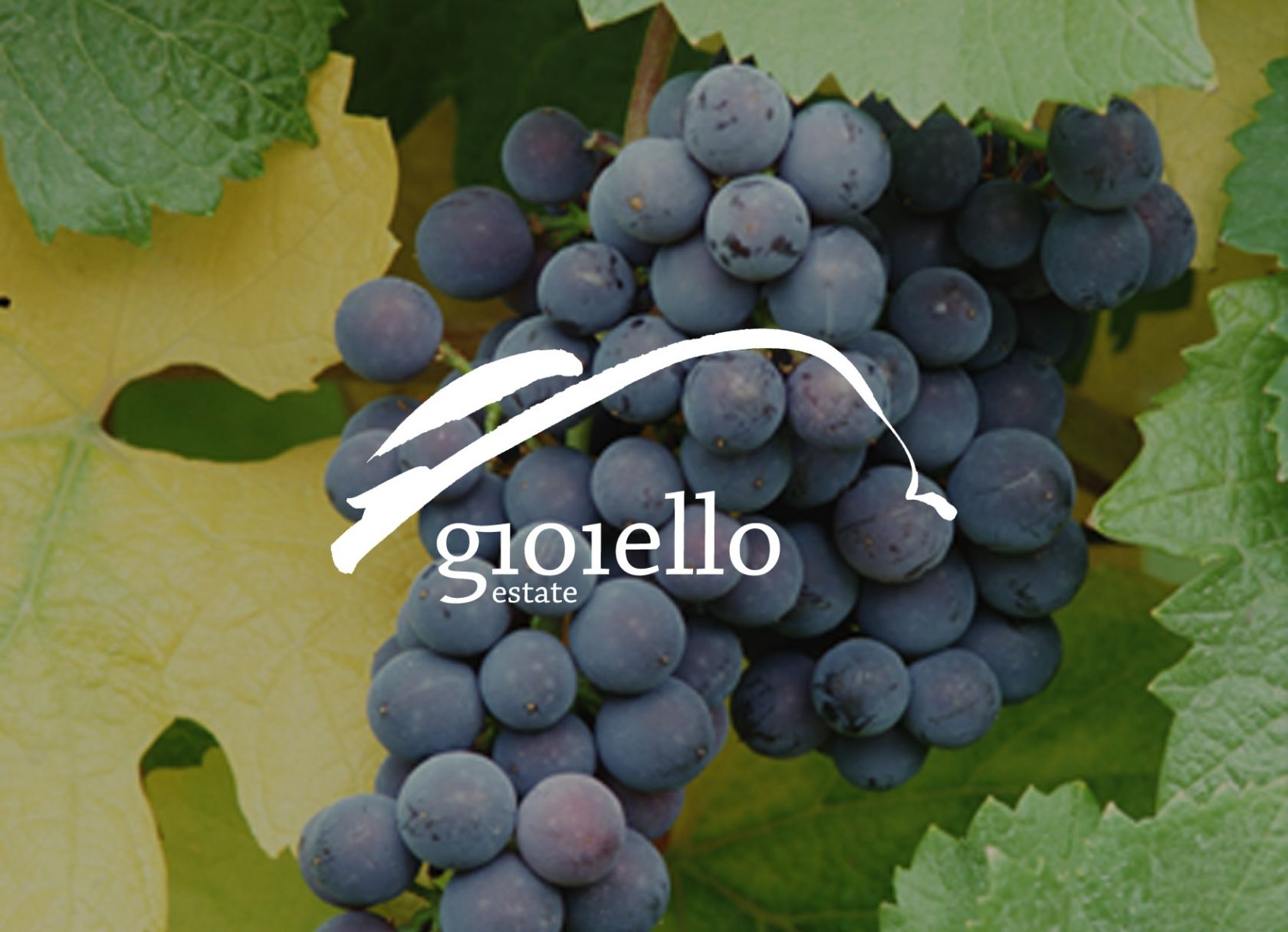 gioiello estate logo in front of wine grapes