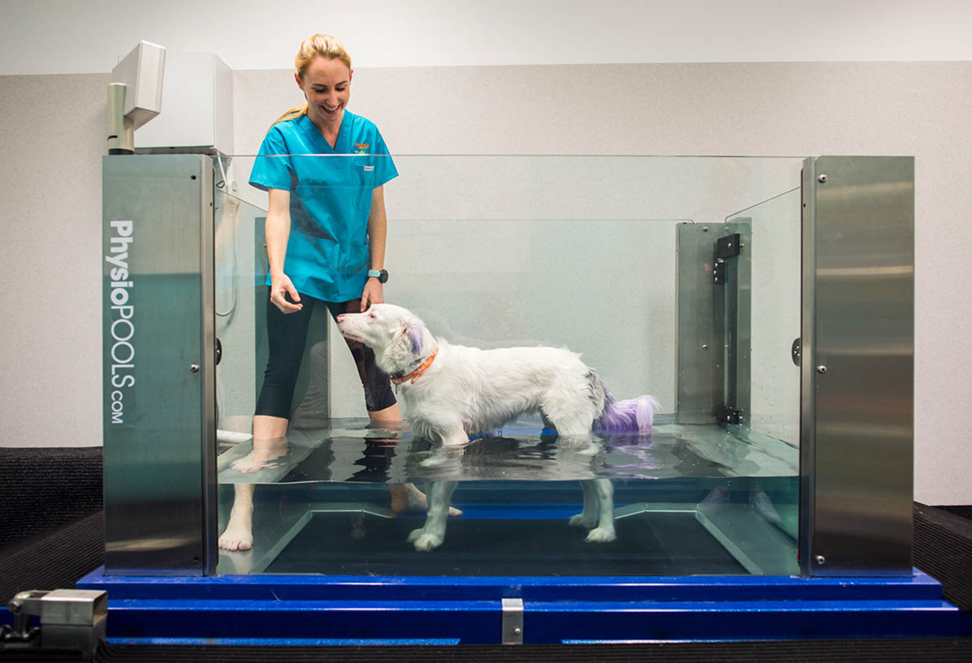 small animal specialist hospital sydney vetinary hospital fitout construction dog pool