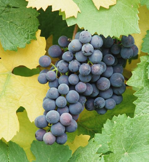 gioiello-wine-purple-grapes.jpg