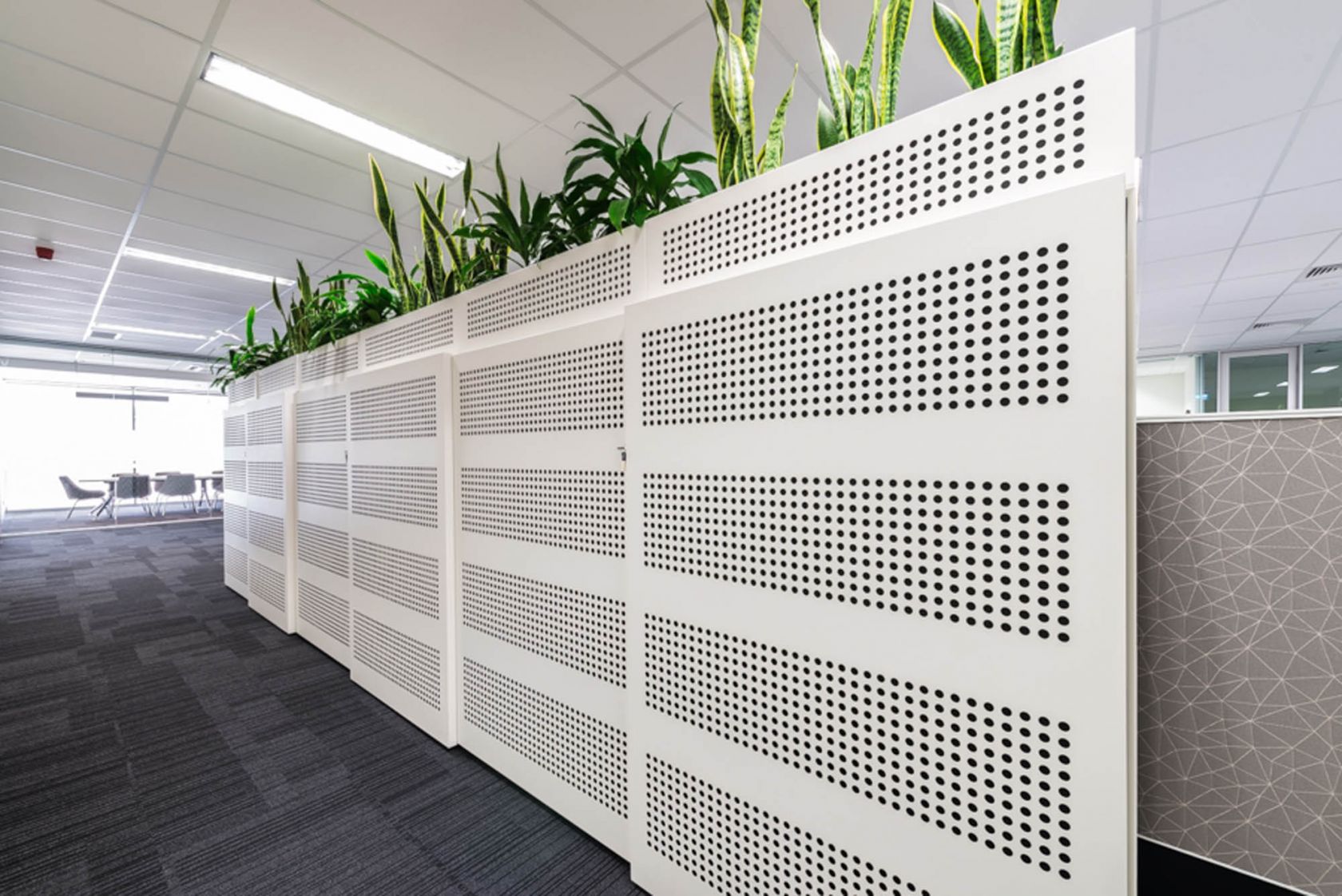 bdo adelaide partition perforated plants workplace fitout