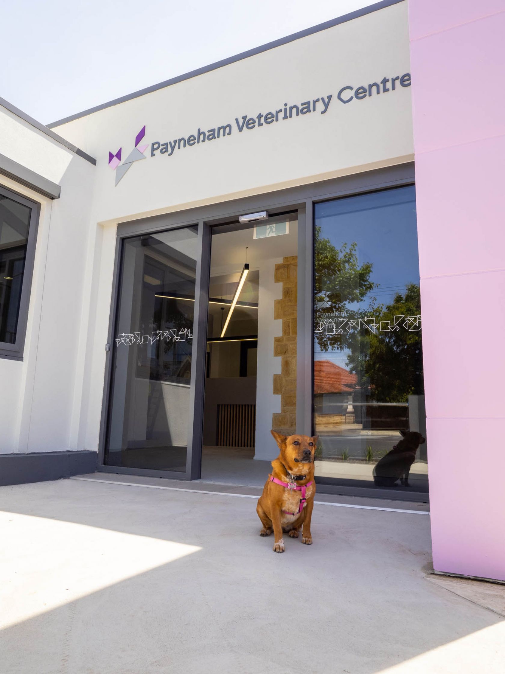 Payneham Veterinary Centre clinic healthcare animal pet construction new build heritage refurbishment adaptive reuse sandstone entry facade exterior building 